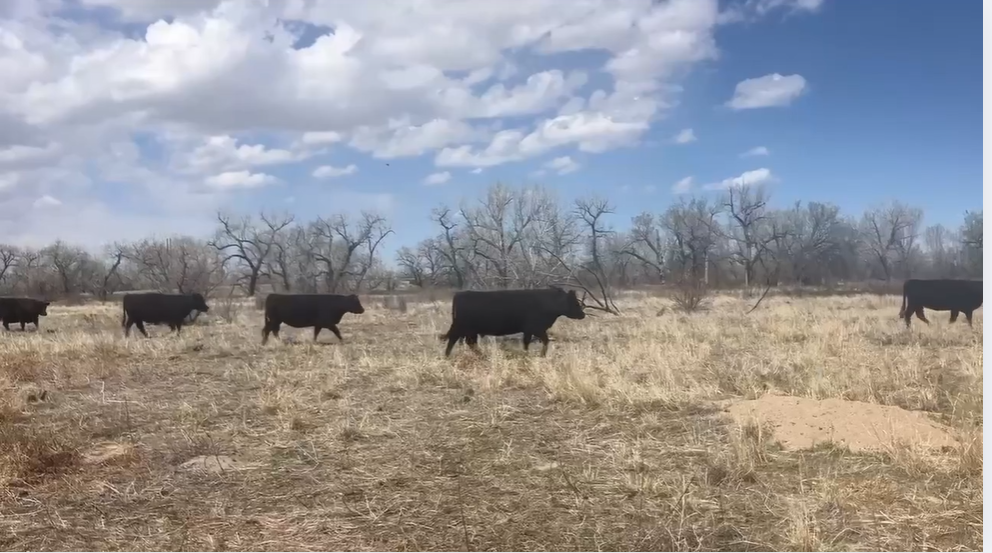 25 head of 3-6 yr old bred cows! BC505C5
